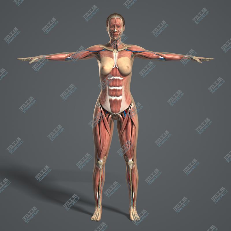 images/goods_img/20210113/MAYA RIGGED Female Anatomy Pack Complete (Textured)/3.jpg